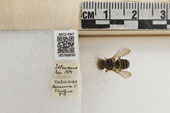 Media type: image;   Entomology 788830 Aspect: Labels